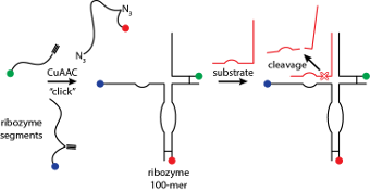 Scheme showing the use of click chemistry in the synthesis of the hammerhead ribozyme
