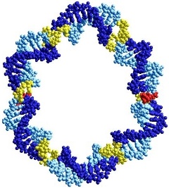 DNA catenane made by click chemistry