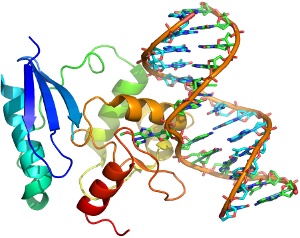 Three-dimensional image showing DNA binding and nucleotide flipping by the human DNA repair protein AGT.