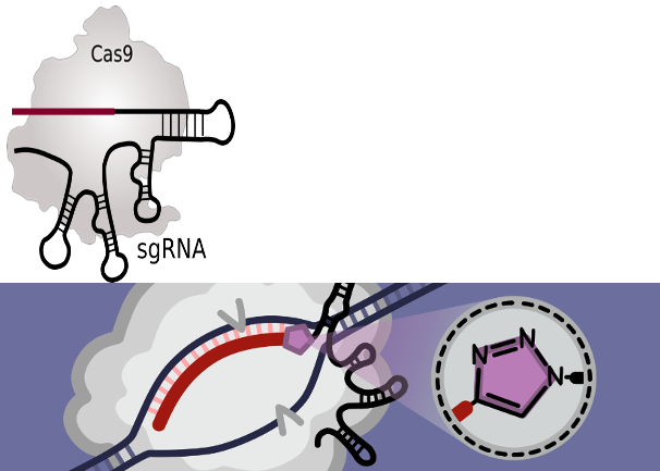 ‘Split and Click’ sgRNA: A chemical approach to modified CRISPR gene editing libraries